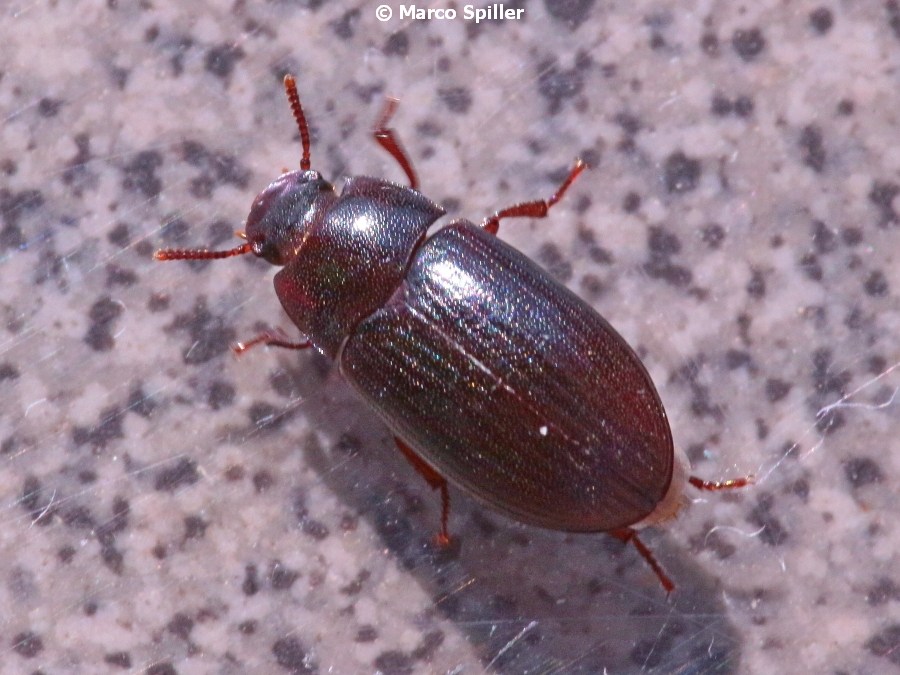 Tenebrionidae: Alphitobius diaperinus? S.